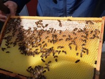 Foto: Bienenwabe mit Bienen