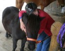 Das Foto zeigt eine Schülerin, die ein Pony umarmt.