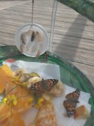 Das Foto zeigt gerade geschlüpfte Schmetterlinge.